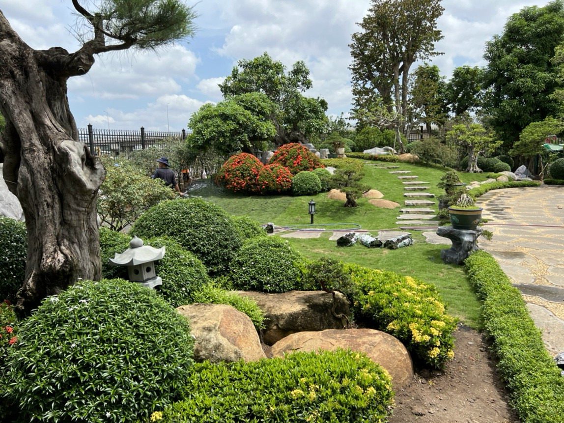 Top 8 Cây Cảnh Quan Sân Vườn Được Ưa Chuộng Nhất Cho Biệt Thự Hiện Đại