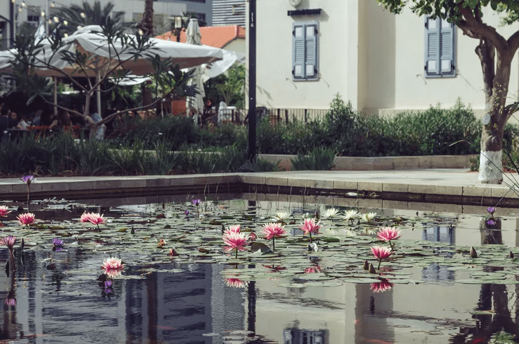 24 Ý Tưởng Hồ Cá Koi Tuyệt Đẹp 1 24 Ý Tưởng Hồ Cá Koi Tuyệt Đẹp - Mỹ Thuật Nam Thắng