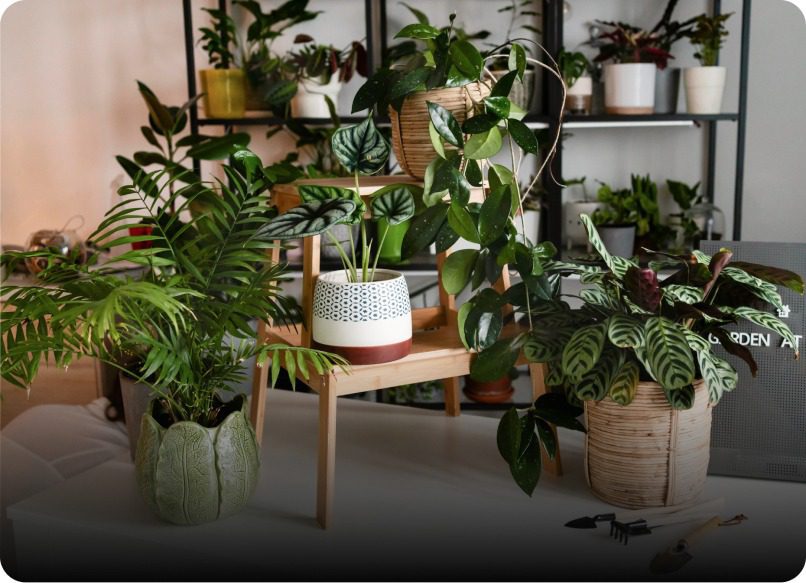 thiết kế và thi công cây xanh