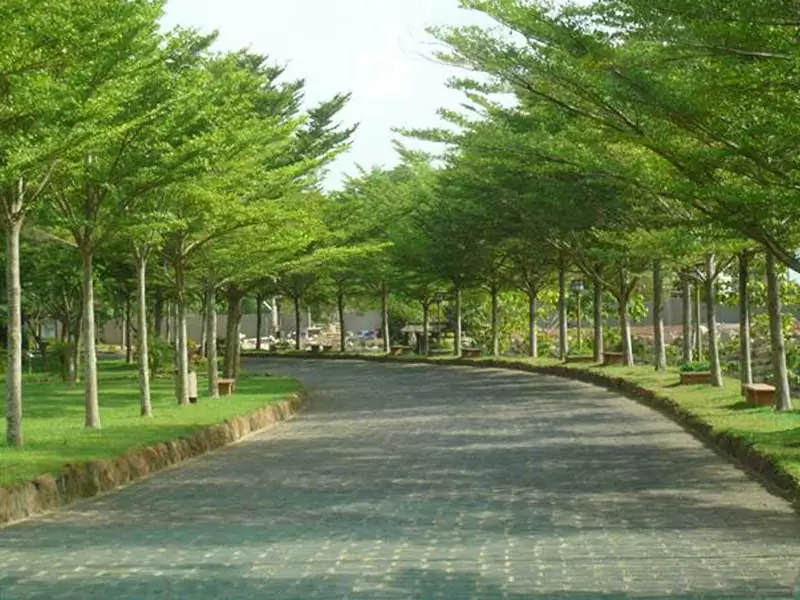 Top 8 Cây Cảnh Quan Sân Vườn Được Ưa Chuộng Nhất Cho Biệt Thự Hiện Đại